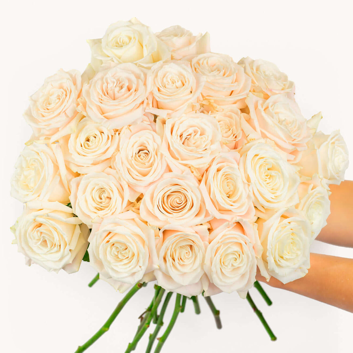 bundle of cream roses