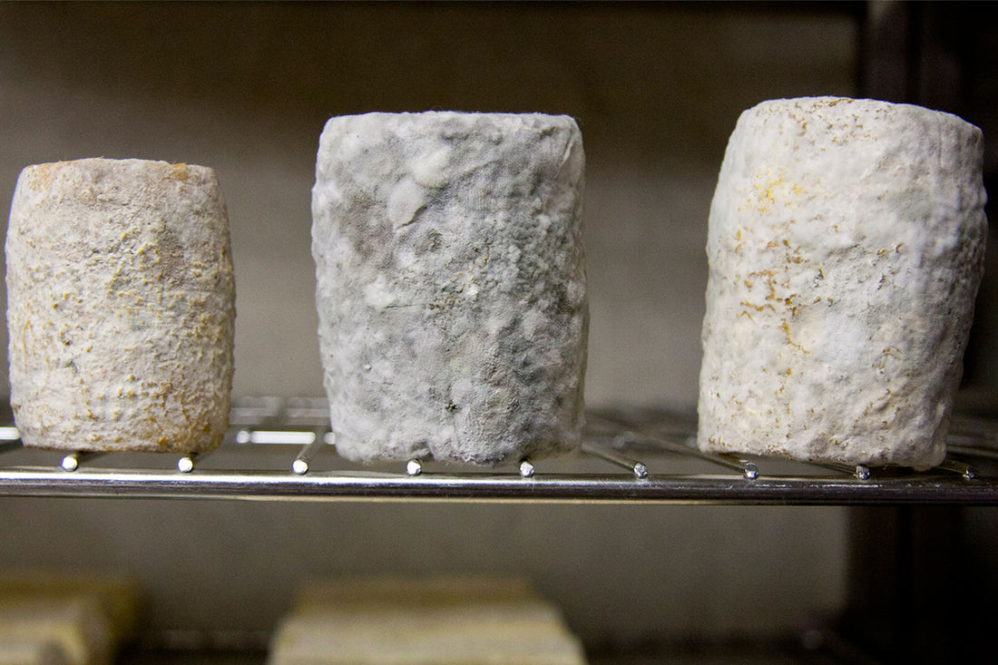 It's Cheesy Science—Meet Penicillium roqueforti!