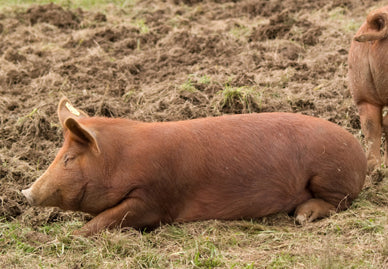 You're Acting Like a Real Pig!  Or, Why Heritage Pork?