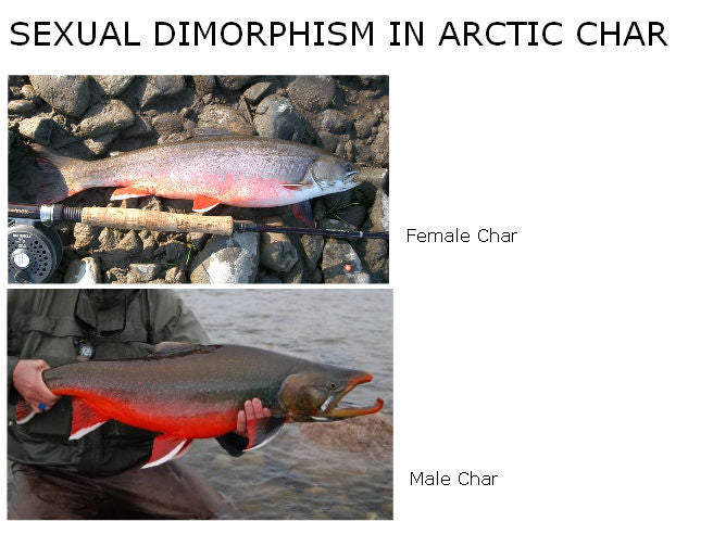 All the Rage About Arctic Char