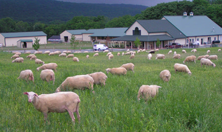 Valley Shepherd Creamery: Moving The Culinary Frontier Closer to Home