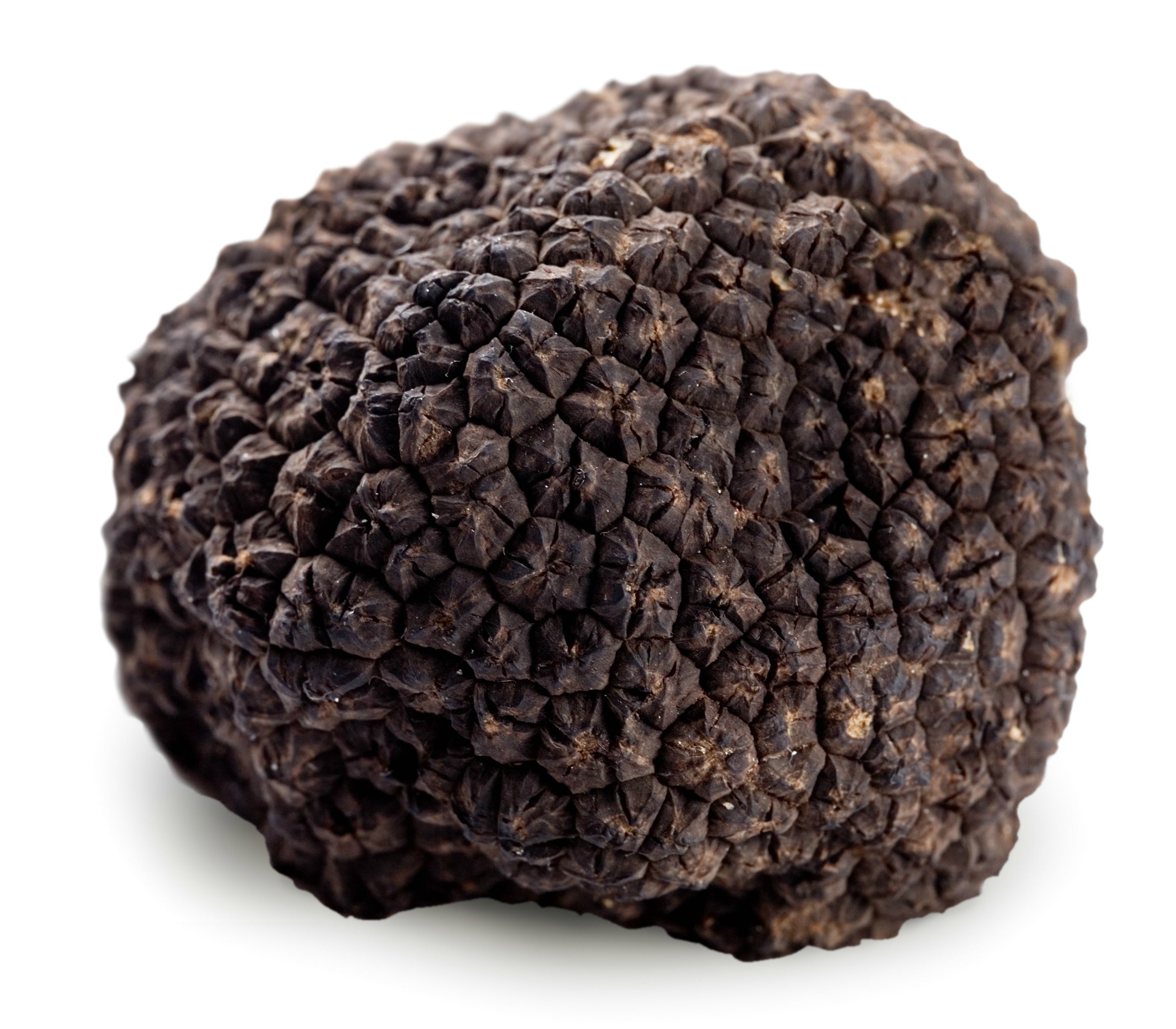 Truffles 101: The Elusive Fungus