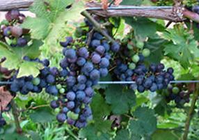 Fall Harvest Report: From Vine-to-Wine