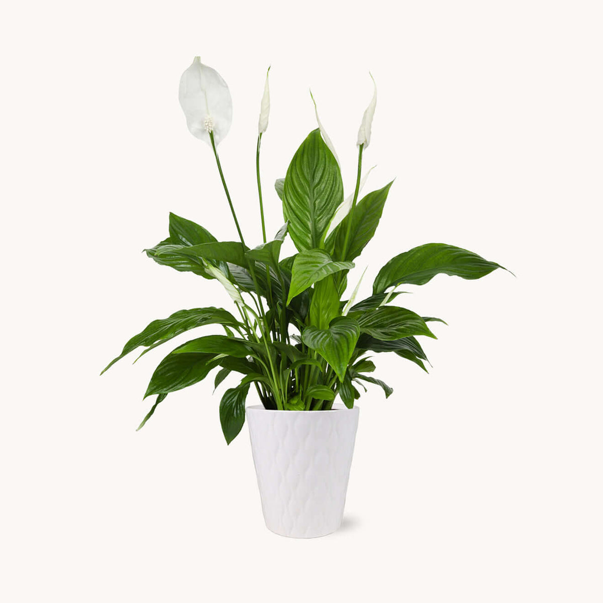 peace lily in white pot