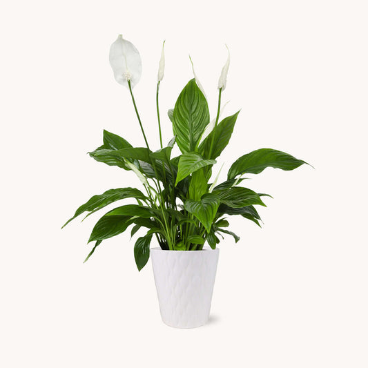 peace lily in white pot