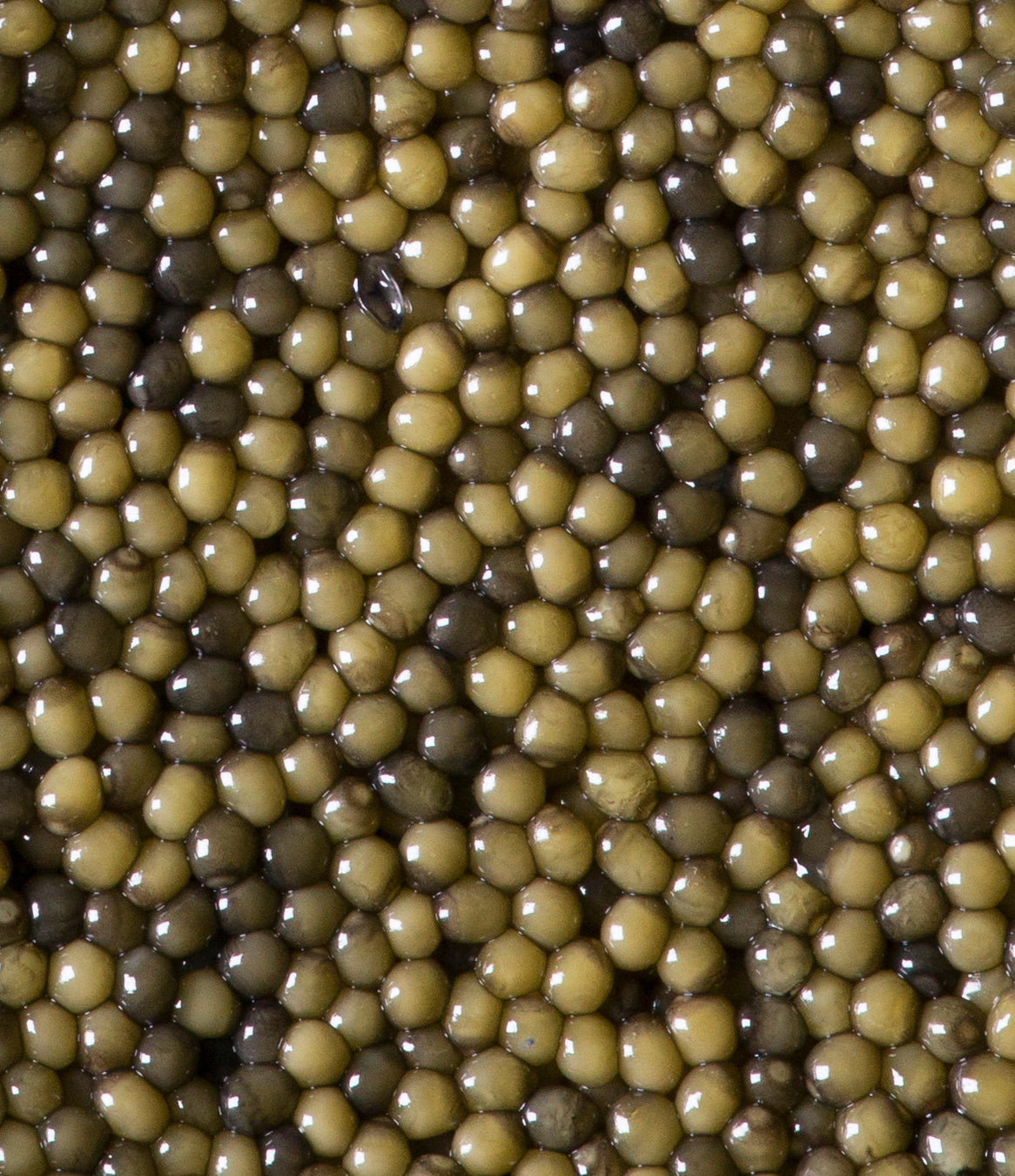 Two-Tone Osetra Caviar