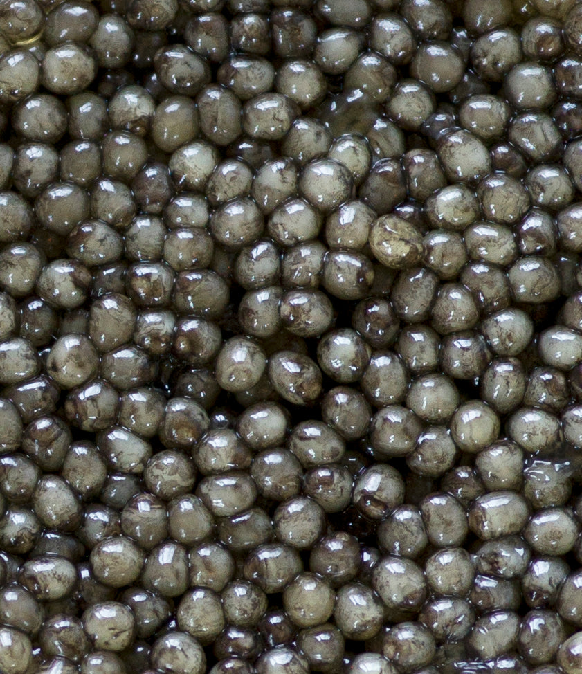 Osetra Royale Caviar
