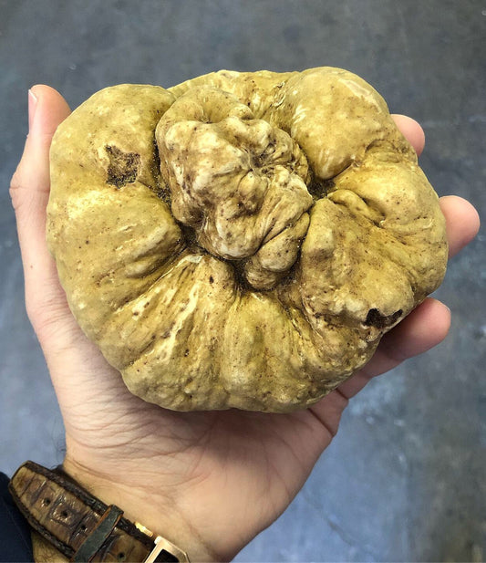 Fresh Winter White Truffles - Large Size